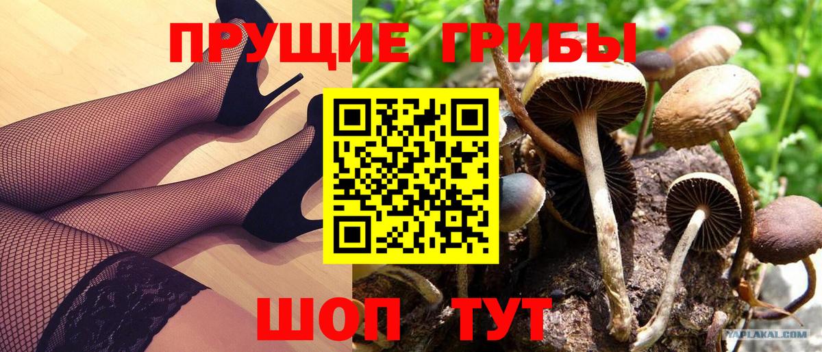 Псилоцибиновые грибы Cubensis Новозыбков